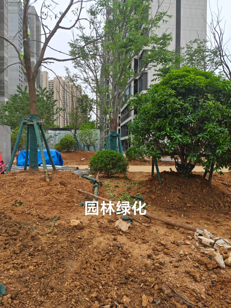 光谷中央公園體育場地設施工程建設提速，綠色生態與全民健身協同發展